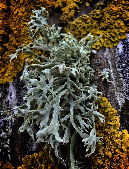 Lichen on henge stone in green and orange.