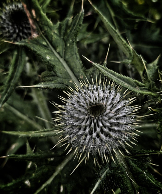 Dark green thistle.