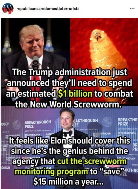 Post by republicansaredomesticterrorists 
"The Trump administration just announced they  need to spend an estimated $1 billion to combatthe, New World, Screwworm.

"It feels like Elon Musk should cover the cost since he’s the genius behind the 
agency that cut the screwworm monitoring program to 'save $15 million a year..."
