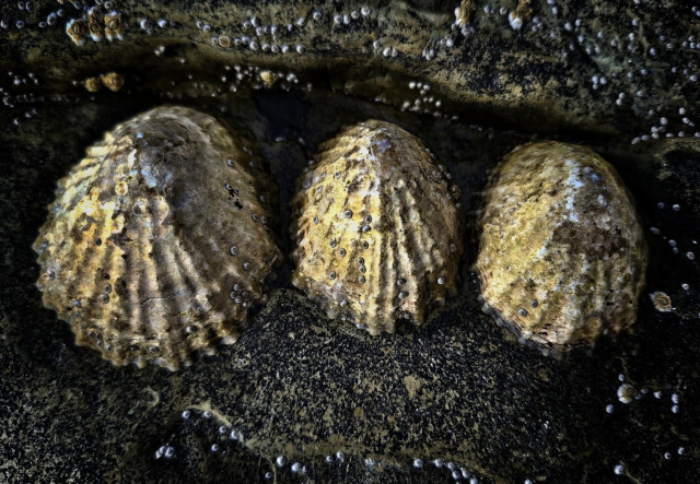 Three shells on a rock decorated with barnacles.