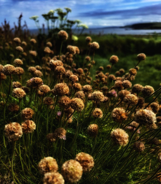 Wild flowers in warm light