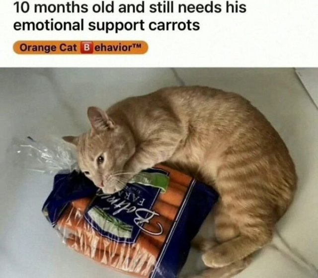 "10 months old and still needs his emotional support carrots."

An orange cat lying and holding a plastic bag full of carrots...