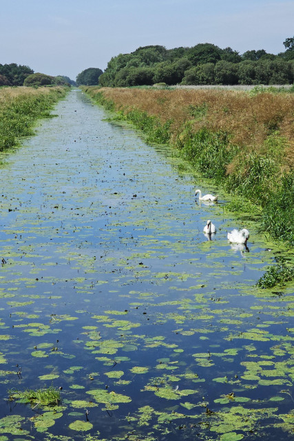 A long, straight drainage canal in a flat landscape. There are reeds and grasses on the bank, lily pads in the water, and trees in the distance. Three swans are swimming on the water.