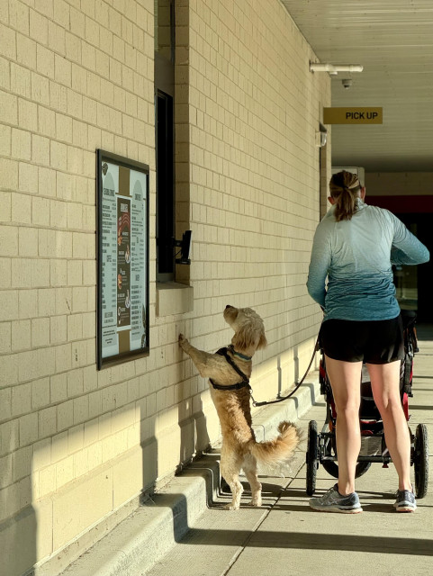 A woman with a stroller and a small dog in the drive-through lane. The dog is rearing up in the hopes of catching a barista’s eye and maybe getting a pup cup.