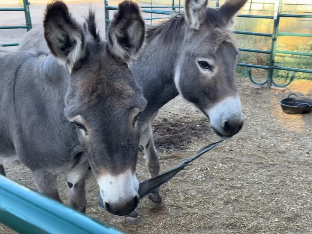 Two donkeys walking side by side holding a band of canvas in their mouths. They look very determined. 