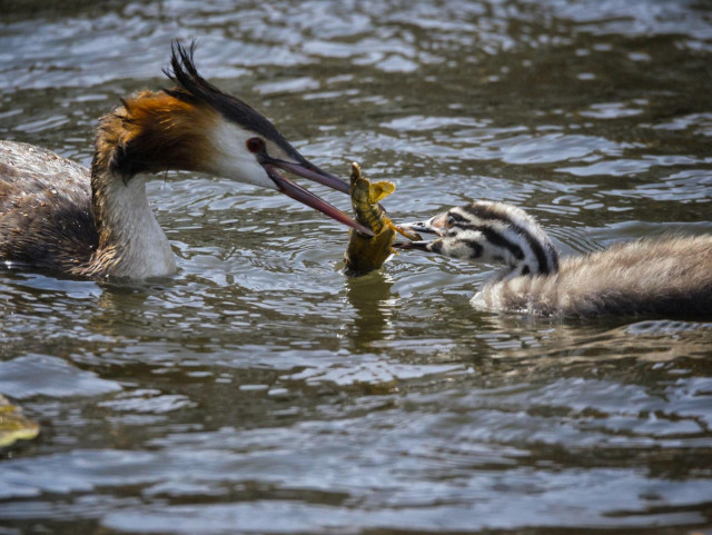 An photo of a adult great crested grebe feeding a crustacean to a striped chick while swimming in rippling water.