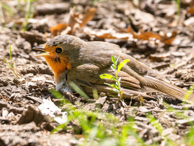 A European Robin on the ground with its feathers fluffed up and wings spread out