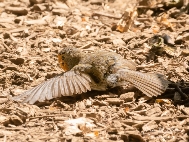 A European Robin on the ground with its feathers fluffed up and wings spread out