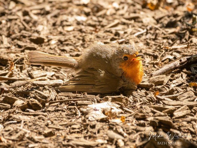 A European Robin on the ground with its feathers fluffed up and wings spread out