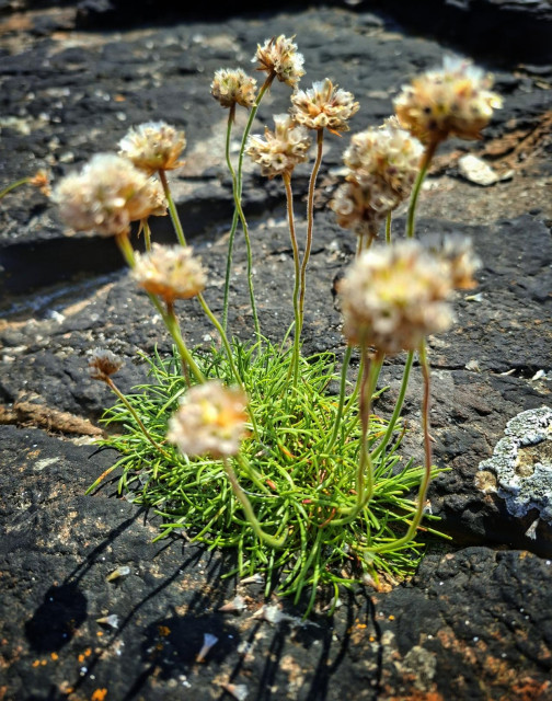 Little flowers growing from the rock strata