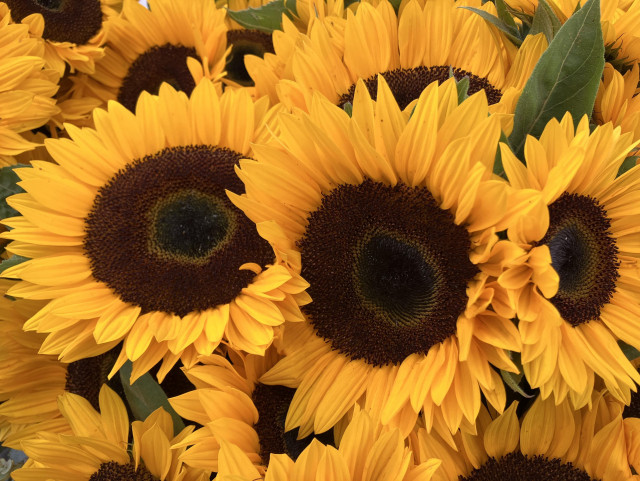 Bright yellow sunflower blooms looking incredibly cheerful. 