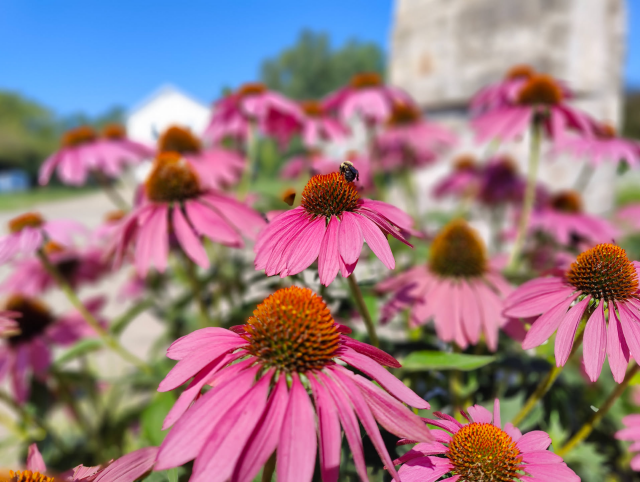 A small bumblebee in the center of a patch of purple cone flowers. Out of focus in the background are various bits of suburbia: a house, part of a street, and an oversized brick mailbox post. The sky is very blue.
