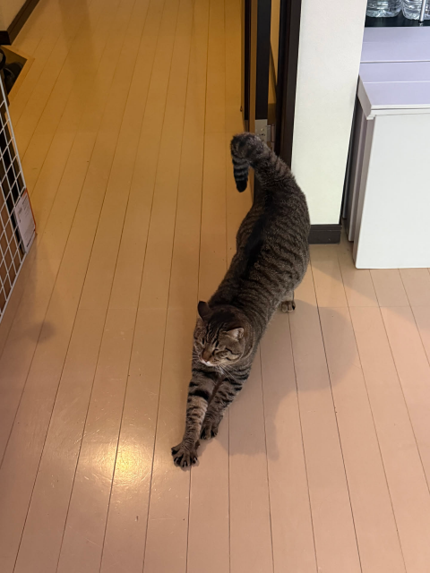 A tabby cat doing a biiiiiig stretch.