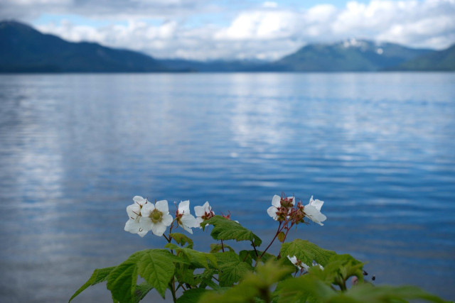 Thimbleberry blossoms against a backdrop of ocean and distant mountains covered in glaciers.