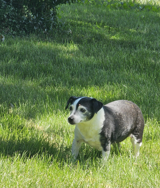 An aging black and white terrier with a serious look on its face after having rolled in the grass as if contemplating its age and its chunkiness. The bright green grass is partly shaded by an unseen tree nearby.