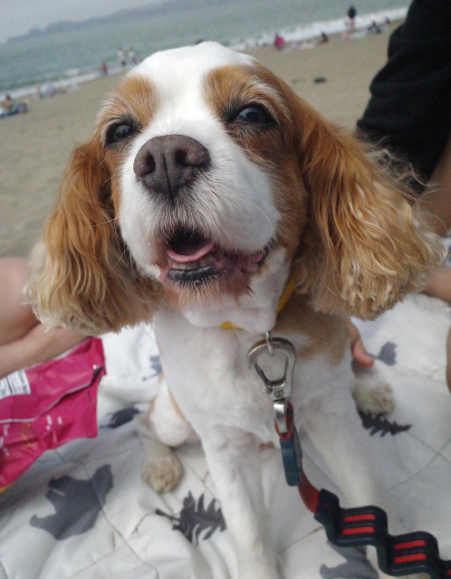 A photo of cookie at the beach