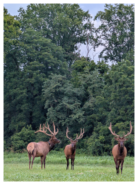 Dusk. Three large elk with large antlers stand on green grass in front of dense, leafy trees. The elk are facing forward, with the one on the left turning its head to the side.