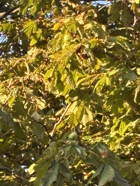 Photo of leaves of a chestnut tree. Hard to spot but you can see two green chestnuts