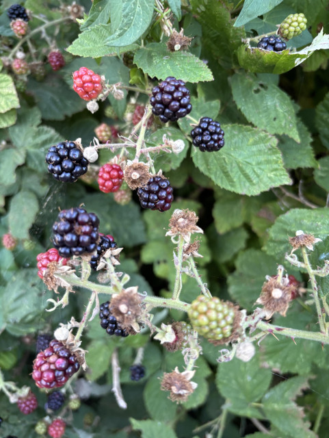 Blackberries in bush, some red, some black already