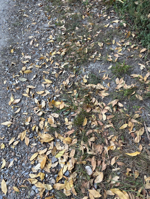 Dried leaves on ground