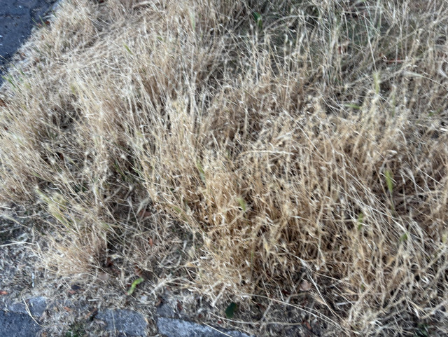 Dried grass on curb