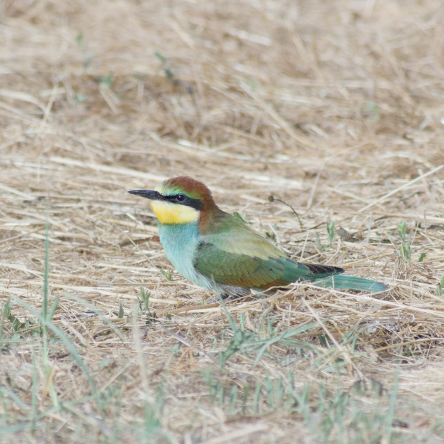 A vibrant multi-coloured bird, the European-bee eater, stood in a freshly cut field. The bird is a mix of green, aqua, bronze rust around the top and back of the head, strong yellow around the chin; a narrow black band along the eye connected to the sharp black beak