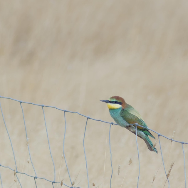 The same vibrantly multi-coloured European-bee eater, perched now on a metal wire fence in a field; 