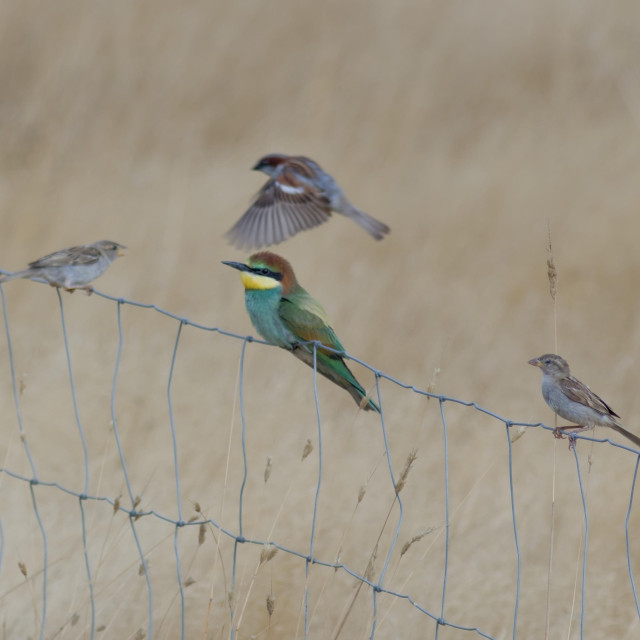The same multi-coloured European Bee-eater, on the same fence now surrounded by house sparrows which seem a bit curious about this bigger birds presence among them.