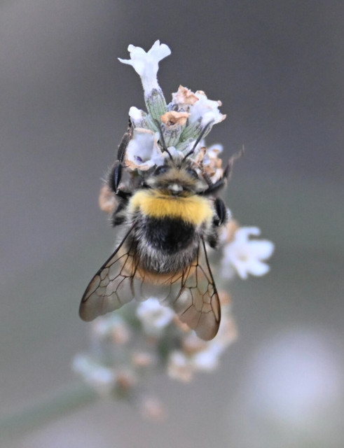 A close-up image of a bumblebee resting on a small white flower, showcasing its yellow and black fur and delicate wings. The background is softly blurred.