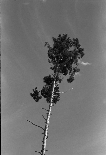 A tall tree with a slender trunk and sparse branches is depicted against a clear sky in black and white.