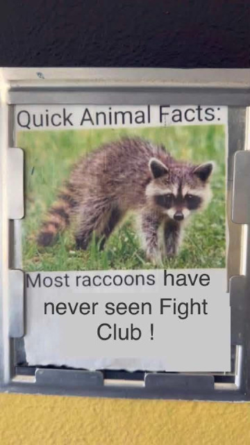Racoon image with the label:
Quick animal facts: most raccoons have never seen Fight Club!