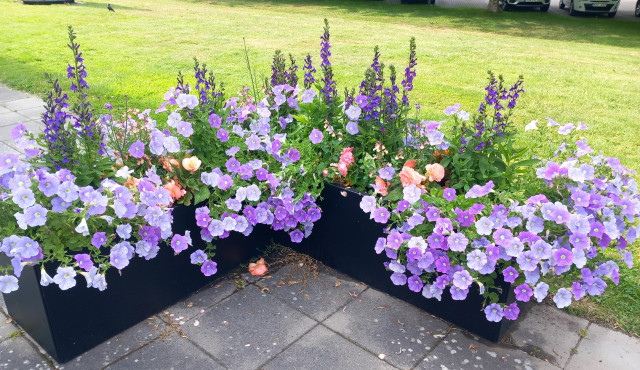 En plantering i L-form med lila och aprikosfärgade blommor 