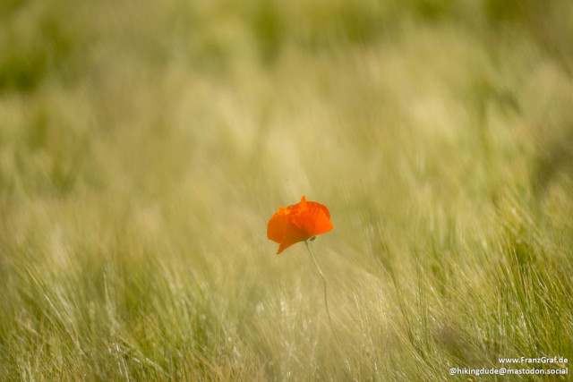This image captures a delicate and serene moment in nature, focusing on a single, vibrant red poppy flower standing out against a sea of tall, golden grass. The poppy, with its bright orange-red petals, is the central subject of the image, drawing the viewer's attention with its vivid color and simple elegance.
The background is a soft blur of swaying grass, creating a dreamy and ethereal effect. The grass, a mix of light green and golden hues, sways gently, suggesting a light breeze. The soft focus on the grass enhances the prominence of the poppy, making it appear as if it is floating in a sea of gold.
The lighting is warm and natural, likely from the late afternoon or early evening sun, casting a gentle glow over the scene. This lighting accentuates the textures of the poppy petals and the grass, adding depth and a sense of tranquility.
