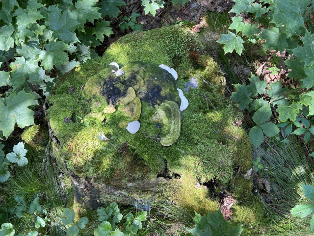 Looking straight down at a tree stump in dappled shade and sunlight, covered in green miss and bracket mushrooms at various stages: young white lumps, green fan shapes, and old blackening fans. 