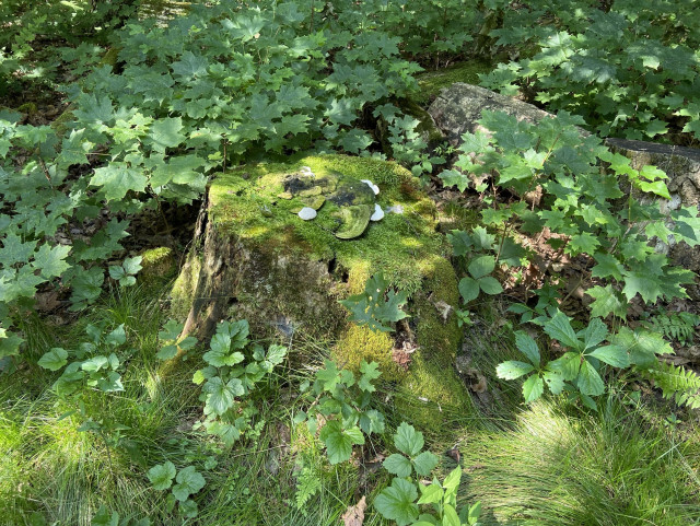 The same stump seen from the side, surrounded by forest greens, grass, maple leaves, white avens, jack in the pulpit, and Virginia creeper. 