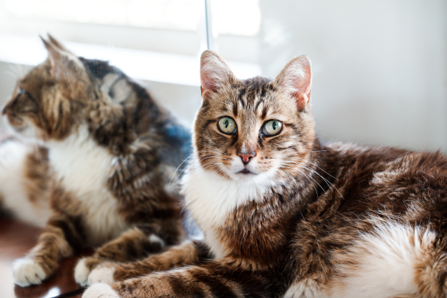 An older tabby with startled and slightly wonky green eyes and a fuzzy white chest sits on a cabinet reflected in a full mirror to his side, looking directly at us

