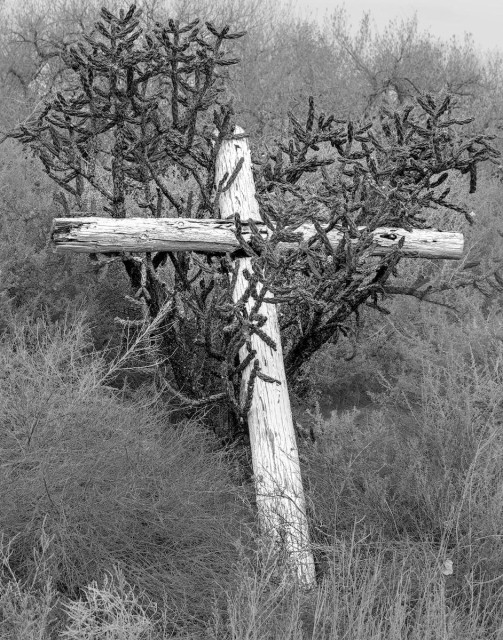 A black and white portrait photo of a large white wood cross toppled into a large cactus plant with many spiky branches. The cross is made of round milled wood and was painted white. It is still very white and the cactus is very dark in the B&W photo.