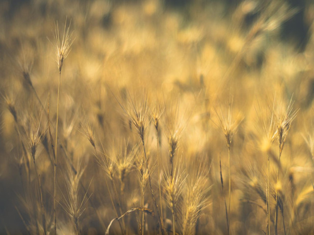 Etliche gold angestrahlte Grassamenstände, gebeutelt von Trockenheit. 
Vordergrund einzelne scharf.