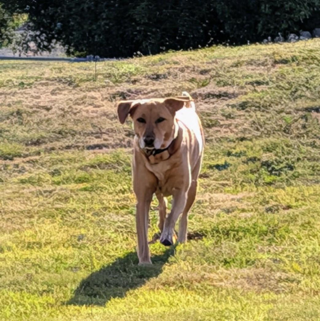 Summer is runner to the rescue to cheer up her pal. She is on the grass. 