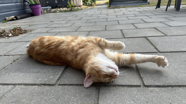 Washy the cat stretching out