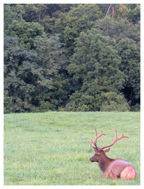 an elk with large antlers is lying on green grass in a clearing. the ground rises slightly into an rounded mound in front of them with a forest of dense trees in the background.