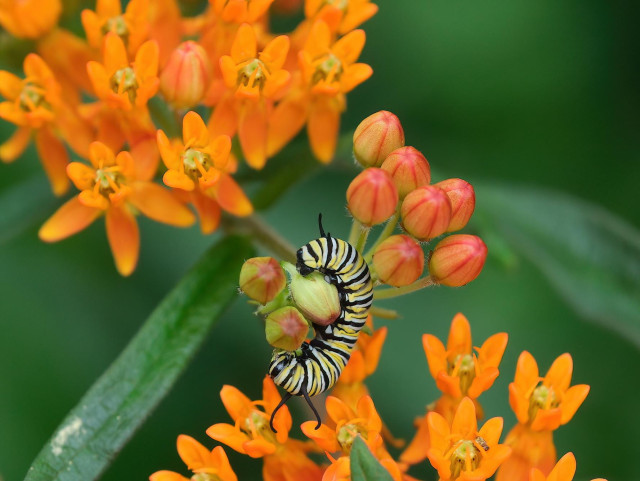 A small yellow caterpillar with white and black bands, nibbling on the flower buds of a plant with clustered orange flowers.