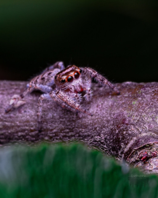 Closeup of a small jumping spider with grey and brown coloration and bronze eye bands. It’s sitting on a twig and facing the camera with its large cute puppy dog eyes.