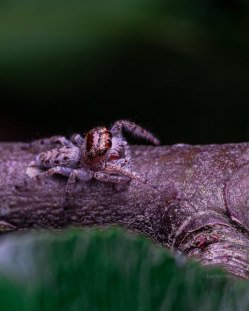 Same as first picture but it is turned away from the camera a little more so it’s abdomen is more clear. It has black stripes and specks on top of the grey and brown coloration.