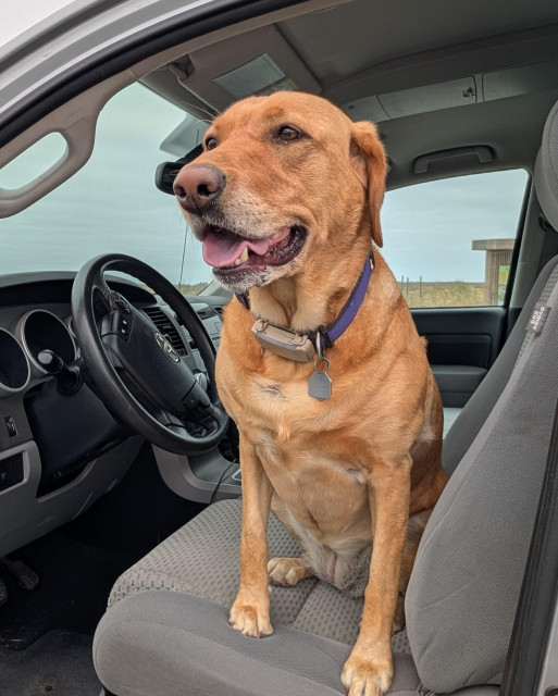 Golden lab is ready to drive the truck. I wish she could because it's not my favorite vehicle to drive. 