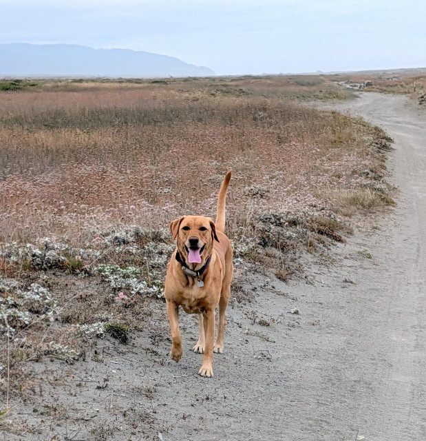Golden lab is standing on the sandy trail to the beach 