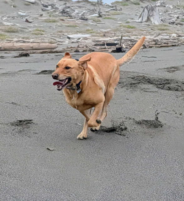 Golden lab is running on the beach. Driftwood is on the sand up to the start of the dunes. 