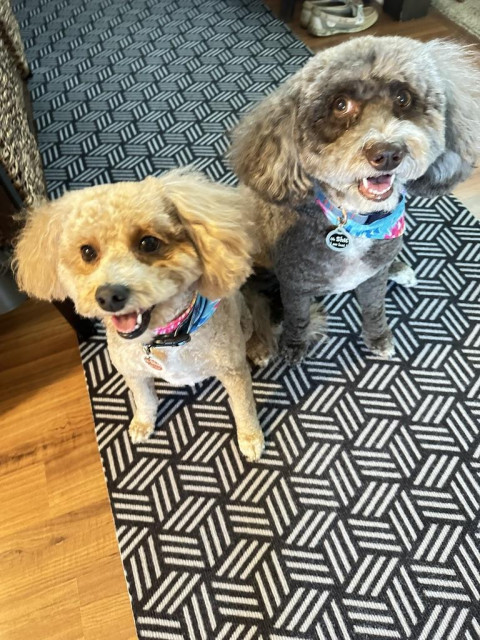 Rosie and Susie, the little doodle dogs, are sitting in the hallway. They look pretty and smell good. I just picked them up from their spa day. They look darling with the fluffy ears and tail. They're wearing tie-die bandanas. How cute it that?  Did I mention they both have big smiles? And they'e patiently waiting for lunch. Hurry up mom!!!!