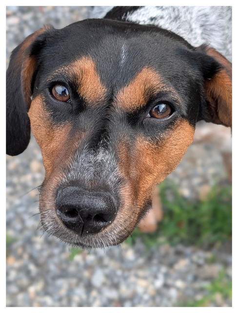 A close-up of a black and brown dog with expressive eyes, gazing directly at the camera. The dog has a white and black-speckled coat on its back. The background shows gravel and a hint of green grass.