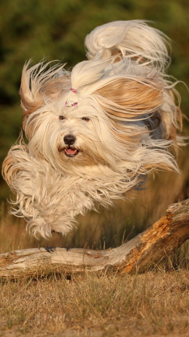 A long-haired, cream-colored dog is captured mid-air jumping over a fallen, weathered log in a grassy field. The dog's extensive coat is flying wildly around its body from the motion, and it has a topknot secured with a small pink bow. The background consists of softly blurred green vegetation.